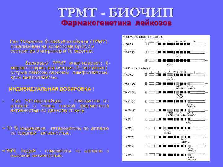ТРМТ - БИОЧИП Фармакогенетика лейкозов Ген Thiopurine S-methyltransferase (TPMT) локализован на хромосоме 6 p