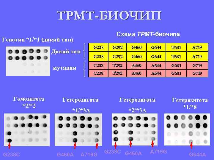 TPMT-БИОЧИП Схема TPMT-биочипа Генотип *1/*1 (дикий тип) G 238 Гомозигота *2/*2 G 238 C