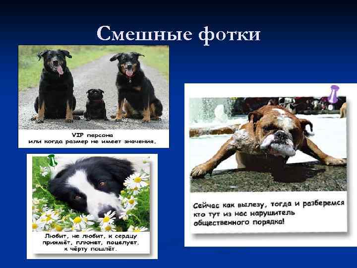 Смешные фотки 