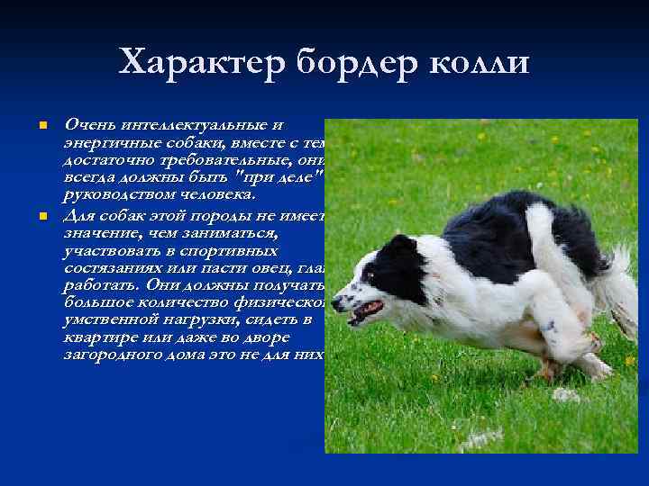 Характер бордер колли n n Очень интеллектуальные и энергичные собаки, вместе с тем достаточно