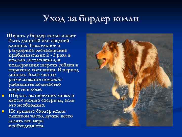 Уход за бордер колли n n Шерсть у бордер колли может быть длинной или