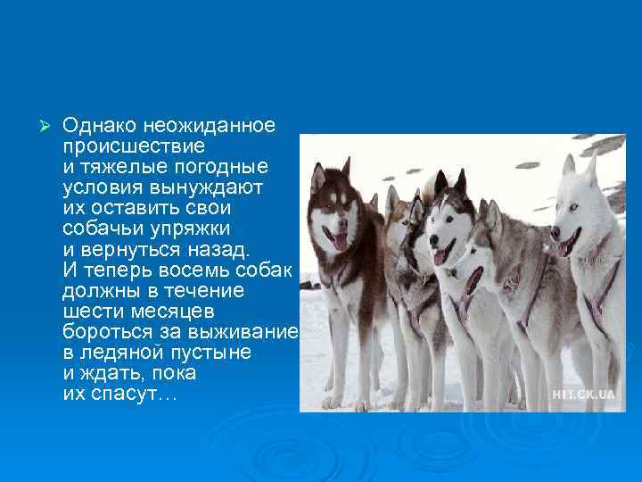 Ø Однако неожиданное происшествие и тяжелые погодные условия вынуждают их оставить свои собачьи упряжки