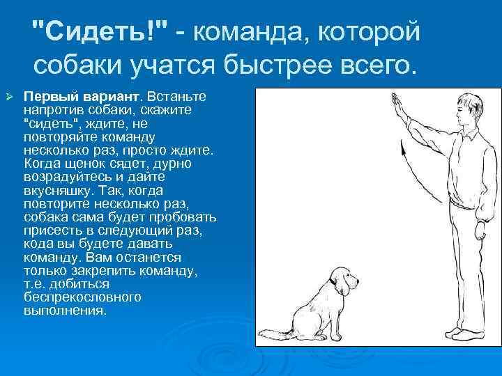 "Сидеть!" - команда, которой собаки учатся быстрее всего. Ø Первый вариант. Встаньте напротив собаки,