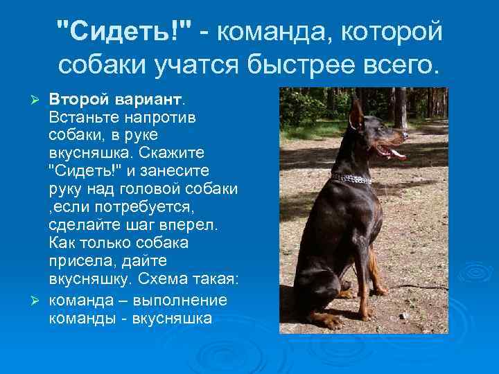 "Сидеть!" - команда, которой собаки учатся быстрее всего. Второй вариант. Встаньте напротив собаки, в