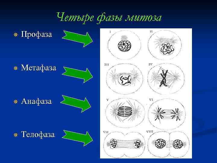 Четыре фазы митоза ¯ Профаза ¯ Метафаза ¯ Анафаза ¯ Телофаза 