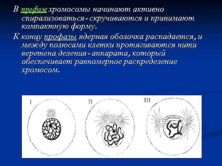 В профазе хромосомы начинают активно спирализоваться- скручиваются и принимают компактную форму. К концу профазы