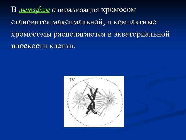 В метафазе спирализация хромосом становится максимальной, и компактные хромосомы располагаются в экваториальной плоскости клетки.