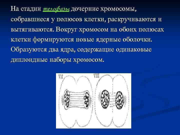 На стадии телофазы дочерние хромосомы, собравшиеся у полюсов клетки, раскручиваются и вытягиваются. Вокруг хромосом