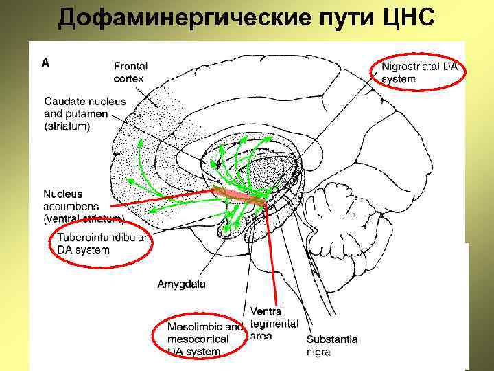 Дофаминергические пути ЦНС 