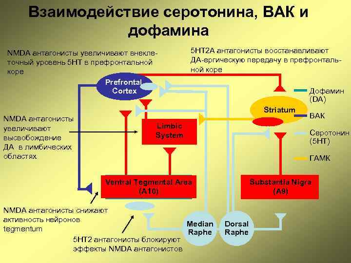 Взаимодействие серотонина, ВАК и дофамина NMDA антагонисты увеличивают внеклеточный уровень 5 HT в префронтальной