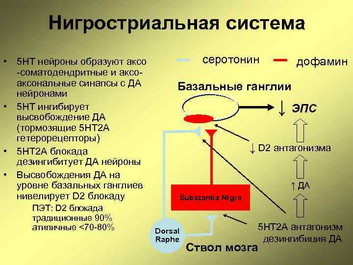Нигростриальная система • 5 НТ нейроны образуют аксо -соматодендритные и аксональные синапсы с ДА