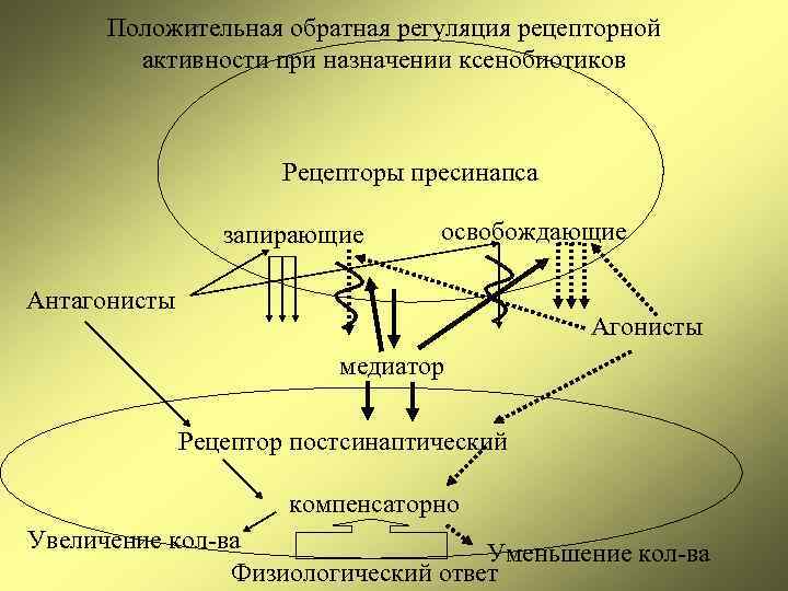 Положительная обратная регуляция рецепторной активности при назначении ксенобиотиков Рецепторы пресинапса запирающие освобождающие Антагонисты Агонисты