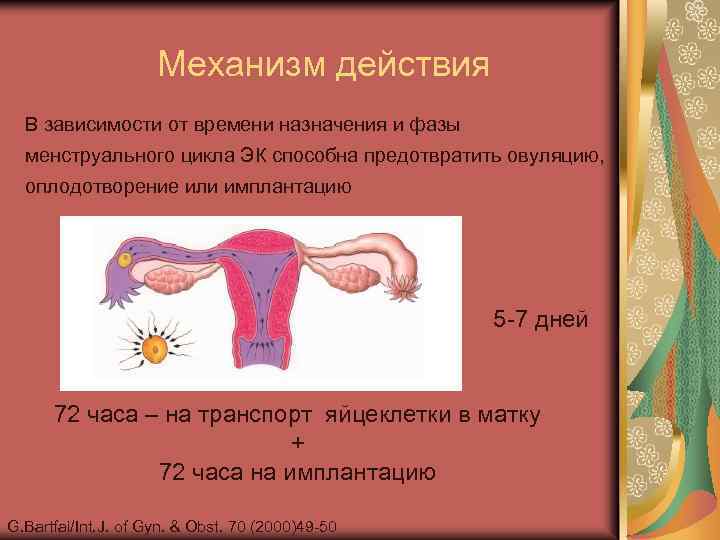 Механизм действия В зависимости от времени назначения и фазы менструального цикла ЭК способна предотвратить