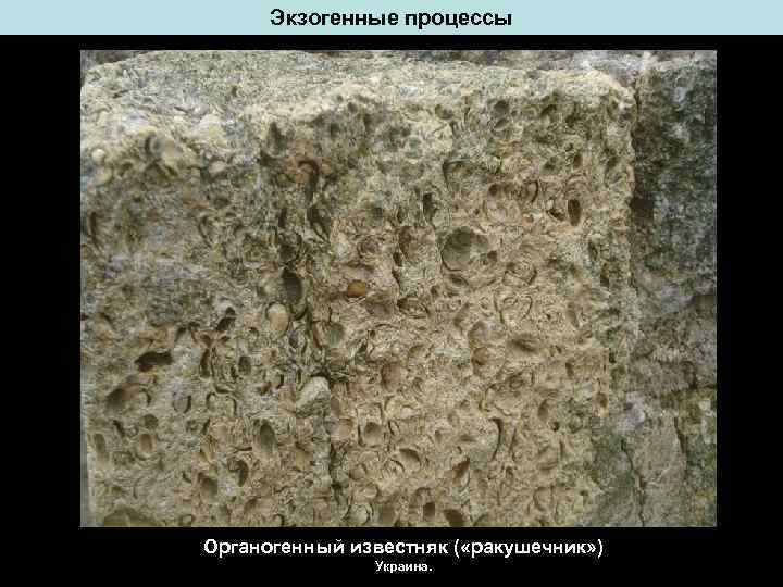 Экзогенные процессы Органогенный известняк ( «ракушечник» ) Украина. 