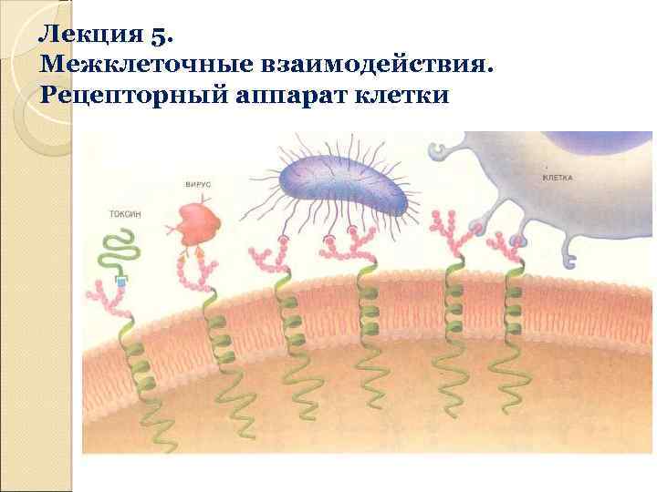 Лекция 5. Межклеточные взаимодействия. Рецепторный аппарат клетки 