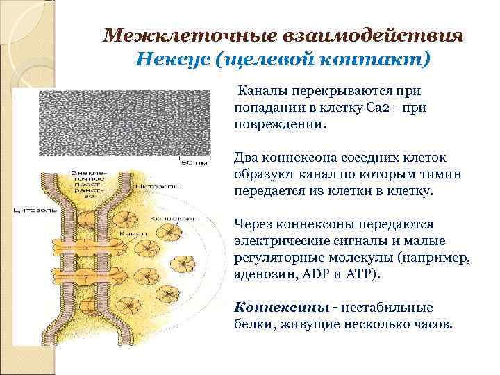 Межклеточные взаимодействия Нексус (щелевой контакт) Каналы перекрываются при попадании в клетку Ca 2+ при
