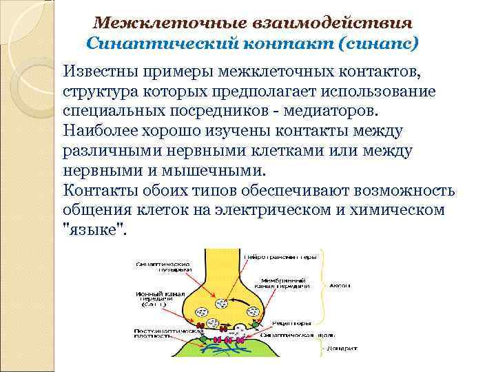 Межклеточные взаимодействия Синаптический контакт (синапс) Известны примеры межклеточных контактов, структура которых предполагает использование специальных
