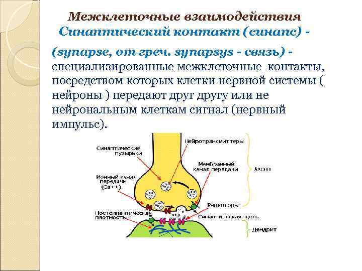 Межклеточные взаимодействия Синаптический контакт (синапс) (synapse, от греч. synapsys - связь) специализированные межклеточные контакты,