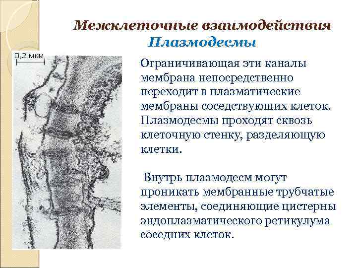 Межклеточные взаимодействия Плазмодесмы Ограничивающая эти каналы мембрана непосредственно переходит в плазматические мембраны соседствующих клеток.
