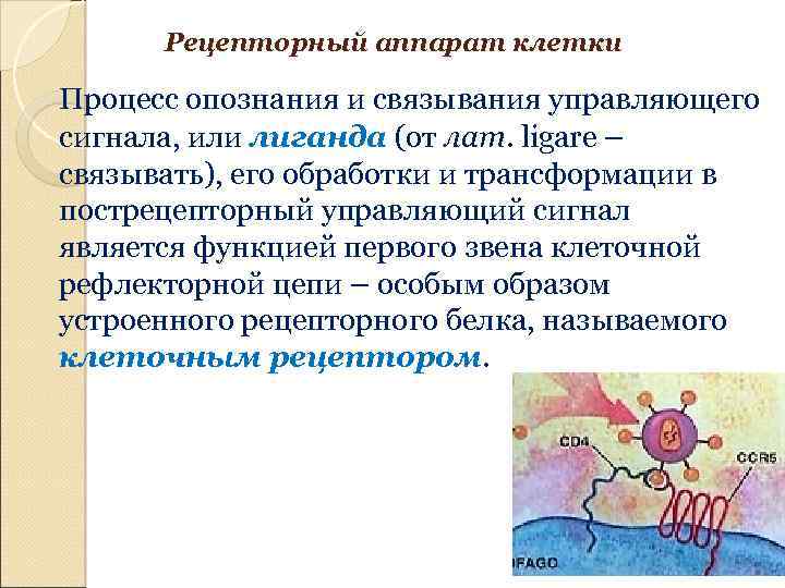 Рецепторный аппарат клетки Процесс опознания и связывания управляющего сигнала, или лиганда (от лат. ligare