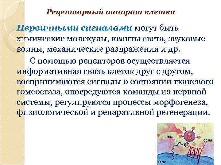 Рецепторный аппарат клетки Первичными сигналами могут быть химические молекулы, кванты света, звуковые волны, механические