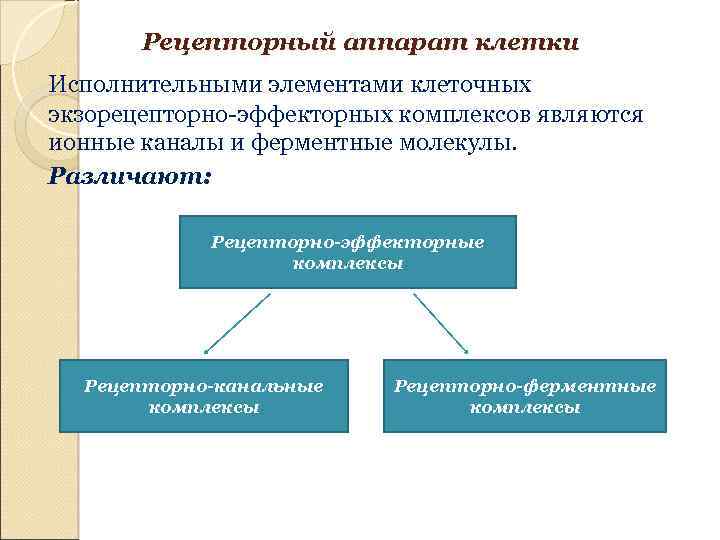 Рецепторный аппарат клетки Исполнительными элементами клеточных экзорецепторно-эффекторных комплексов являются ионные каналы и ферментные молекулы.