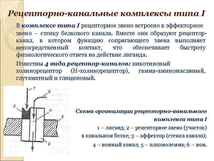 Рецепторно-канальные комплексы типа I В комплексе типа I рецепторное звено встроено в эффекторное звено