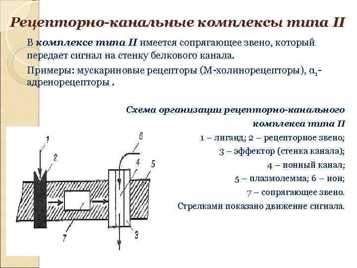 Рецепторно-канальные комплексы типа II В комплексе типа II имеется сопрягающее звено, который передает сигнал