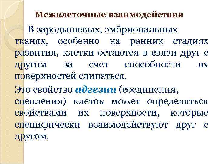 Межклеточные взаимодействия В зародышевых, эмбриональных тканях, особенно на ранних стадиях развития, клетки остаются в