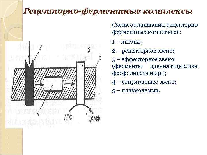 Рецепторно-ферментные комплексы Схема организации рецепторноферментных комплексов: 1 – лиганд; 2 – рецепторное звено; 3