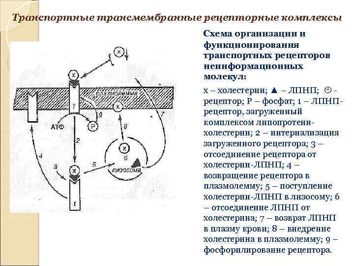 Транспортные трансмембранные рецепторные комплексы Схема организации и функционирования транспортных рецепторов неинформационных молекул: х –