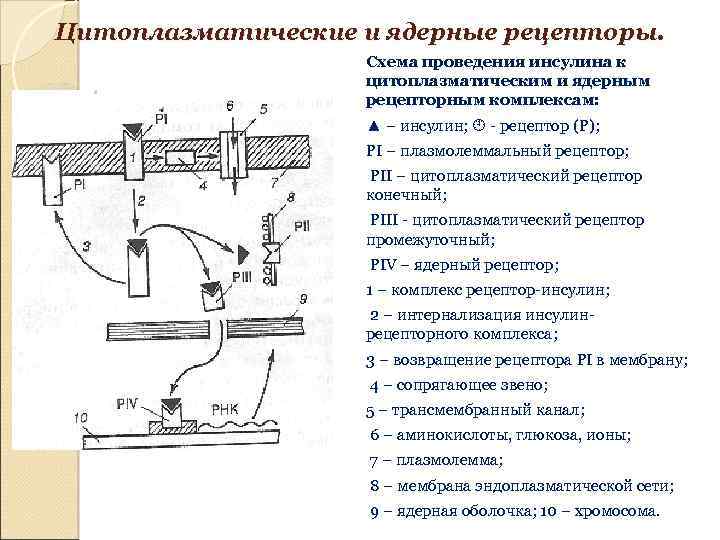 Цитоплазматические и ядерные рецепторы. Схема проведения инсулина к цитоплазматическим и ядерным рецепторным комплексам: ▲