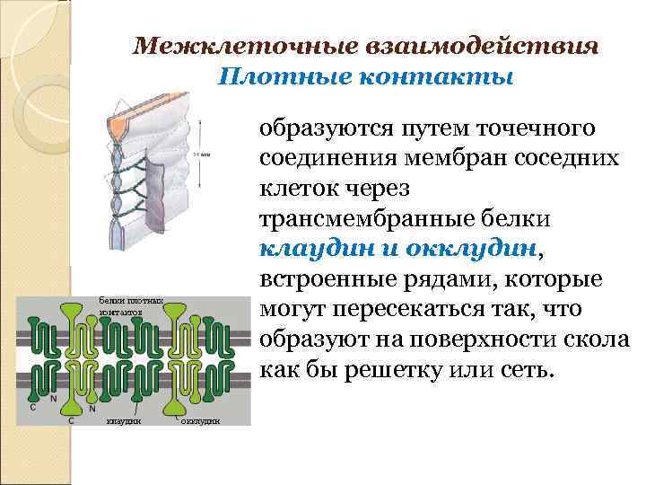 Каким номером на рисунке обозначена структура обеспечивающая межклеточное взаимодействие