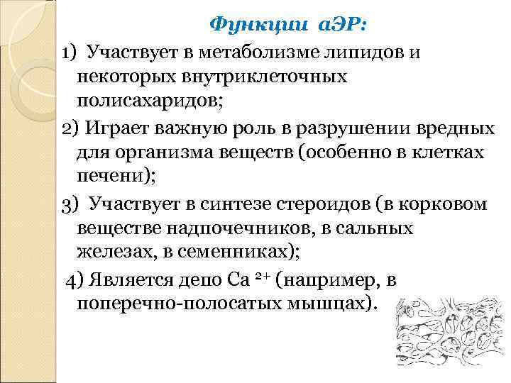 Функции а. ЭР: 1) Участвует в метаболизме липидов и некоторых внутриклеточных полисахаридов; 2) Играет