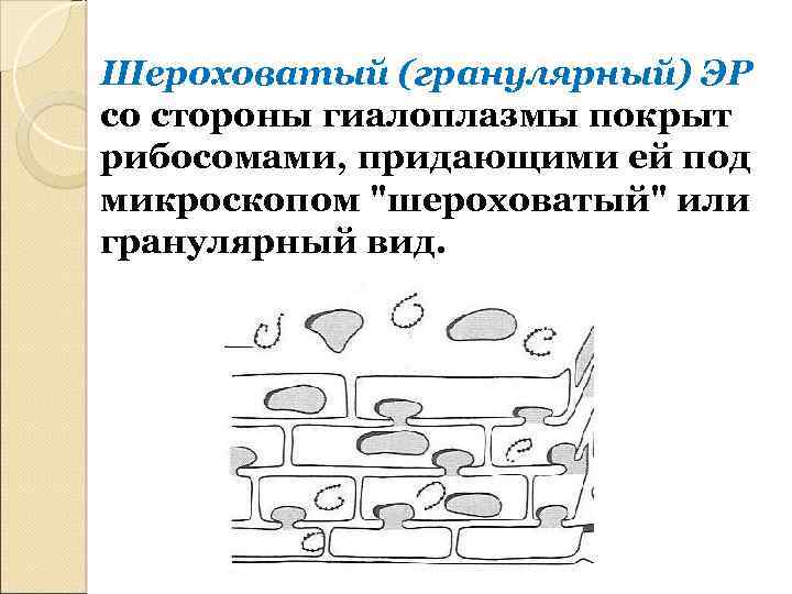 Шероховатый (гранулярный) ЭР со стороны гиалоплазмы покрыт рибосомами, придающими ей под микроскопом "шероховатый" или