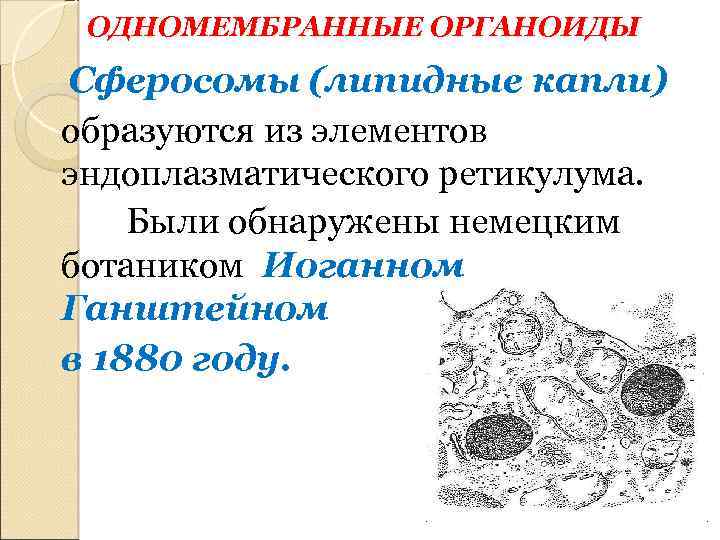 ОДНОМЕМБРАННЫЕ ОРГАНОИДЫ Сферосомы (липидные капли) образуются из элементов эндоплазматического ретикулума. Были обнаружены немецким ботаником
