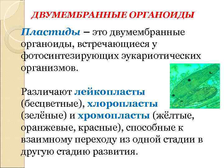 ДВУМЕМБРАННЫЕ ОРГАНОИДЫ Пластиды – это двумембранные органоиды, встречающиеся у фотосинтезирующих эукариотических организмов. Различают лейкопласты
