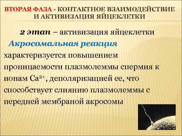 ВТОРАЯ ФАЗА - КОНТАКТНОЕ ВЗАИМОДЕЙСТВИЕ И АКТИВИЗАЦИЯ ЯЙЦЕКЛЕТКИ 2 этап – активизация яйцеклетки Акросомальная