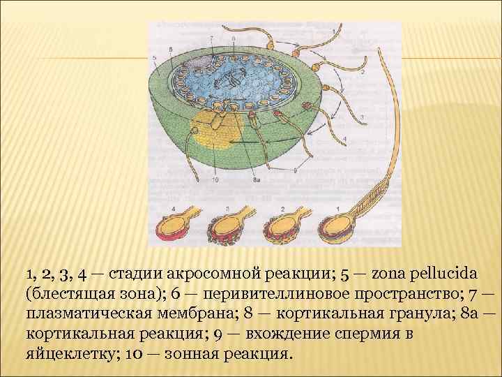 1, 2, 3, 4 — стадии акросомной реакции; 5 — zona pellucida (блестящая зона);