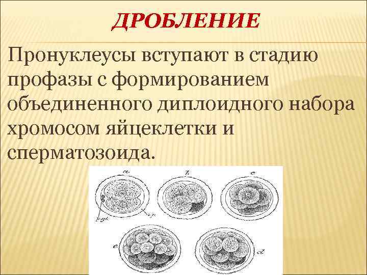 ДРОБЛЕНИЕ Пронуклеусы вступают в стадию профазы с формированием объединенного диплоидного набора хромосом яйцеклетки и