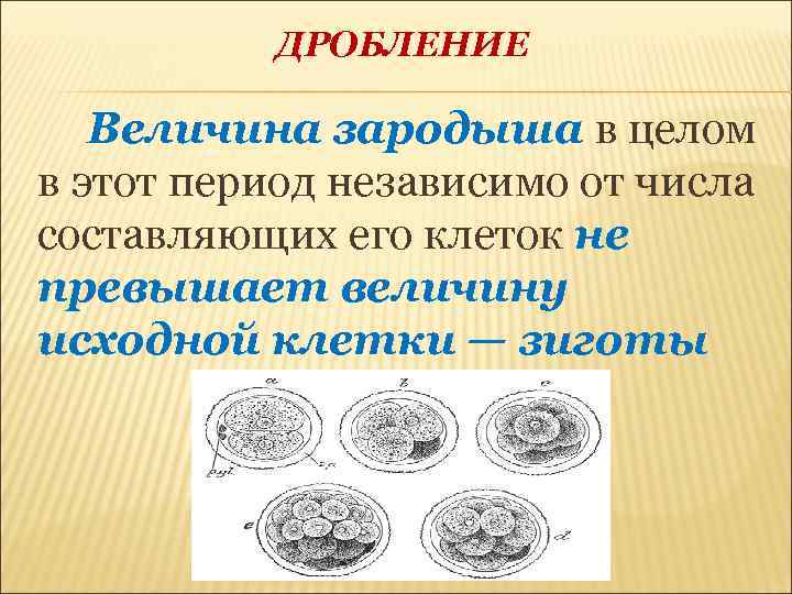 Дробление что образуется. Зигота дробление образование. Основные типы дробления. Дробление зародыша. Типы дробления зиготы.