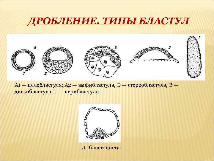 Дробление бластула. Типы бластул целобластула. Типы бластул дискобластула. Бластула дискобластула. Целобластула амфибластула дискобластула перибластула бластула.