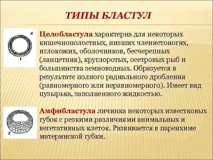 Для яйцеклетки характерно. Типы бластул хордовых. Тип бластулы у человека. Целобластула образуется в результате дробления. Тип бластулы ланцетника.