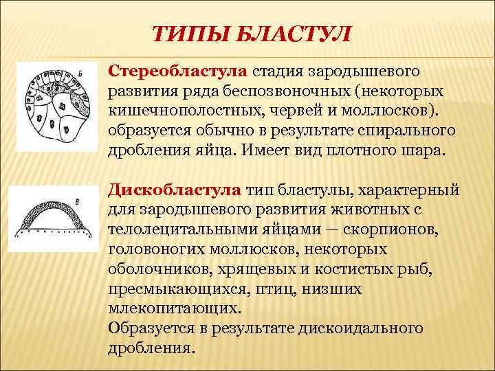 ТИПЫ БЛАСТУЛ Стереобластула стадия зародышевого развития ряда беспозвоночных (некоторых кишечнополостных, червей и моллюсков). образуется