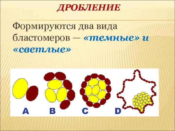 Дробление что образуется. Темные и светлые бластомеры. Двух видов бластомеров. Темные бластомеры. Виды бластомеров светлые и темные.