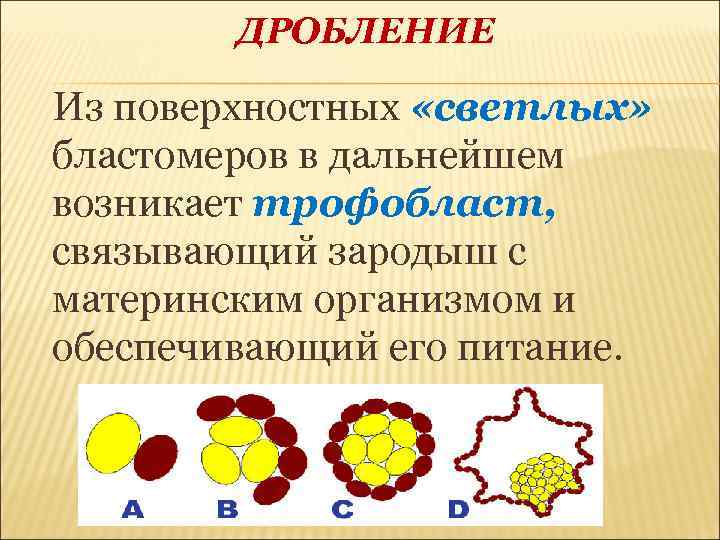 ДРОБЛЕНИЕ Из поверхностных «светлых» бластомеров в дальнейшем возникает трофобласт, связывающий зародыш с материнским организмом