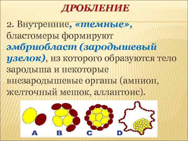 2 дробление. Эмбриобласт эмбриогенез. Зародышевый узелок(эмбриобласт). Темные бластомеры образуют. Светлые бластомеры.