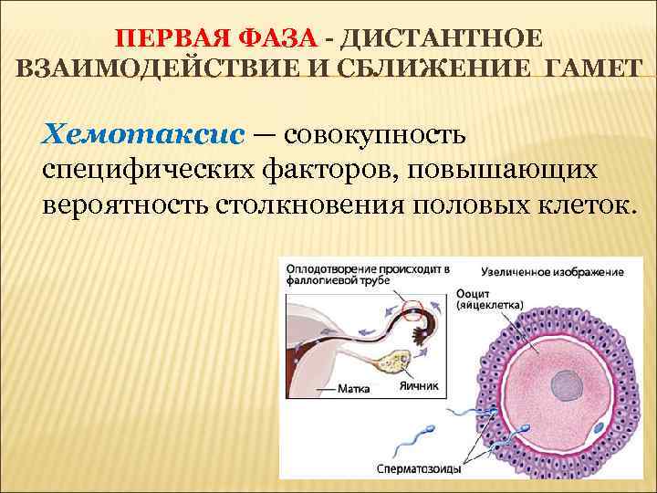 Процесс развития мужских гамет