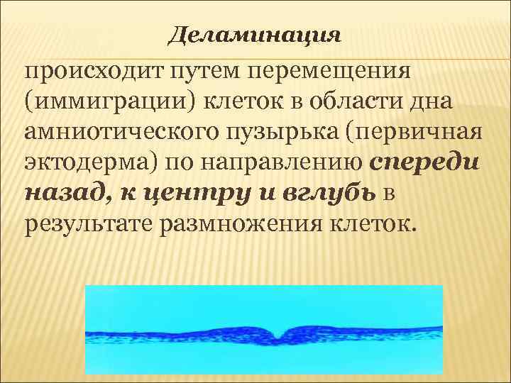 Деламинация происходит путем перемещения (иммиграции) клеток в области дна амниотического пузырька (первичная эктодерма) по