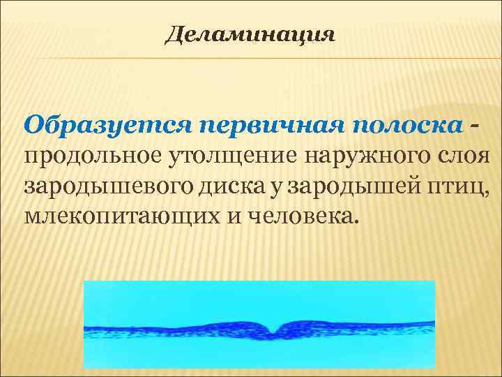 Деламинация Образуется первичная полоска - продольное утолщение наружного слоя зародышевого диска у зародышей птиц,